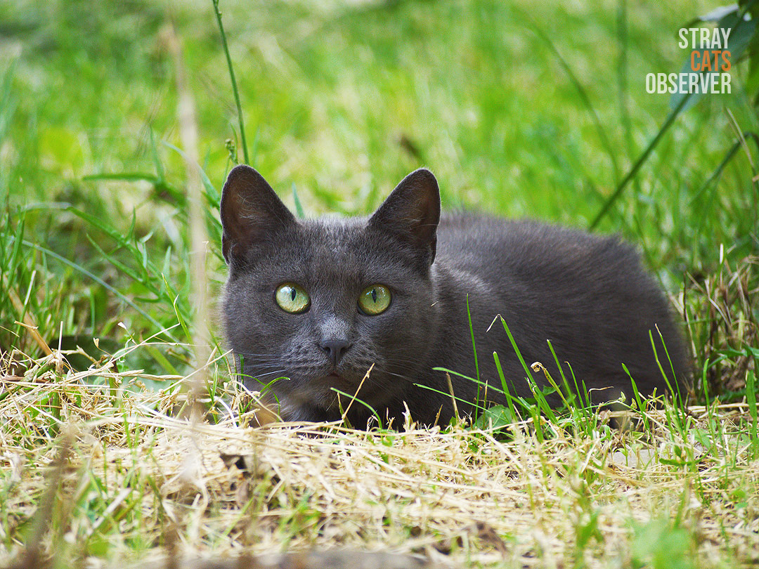 Grey cat lays in the dry grass