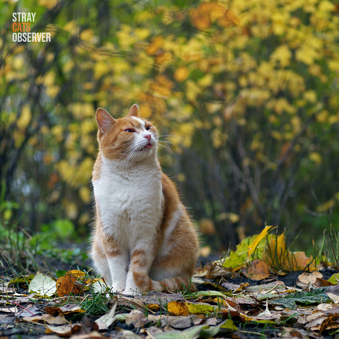 Autumn landscape with an orange and white cat