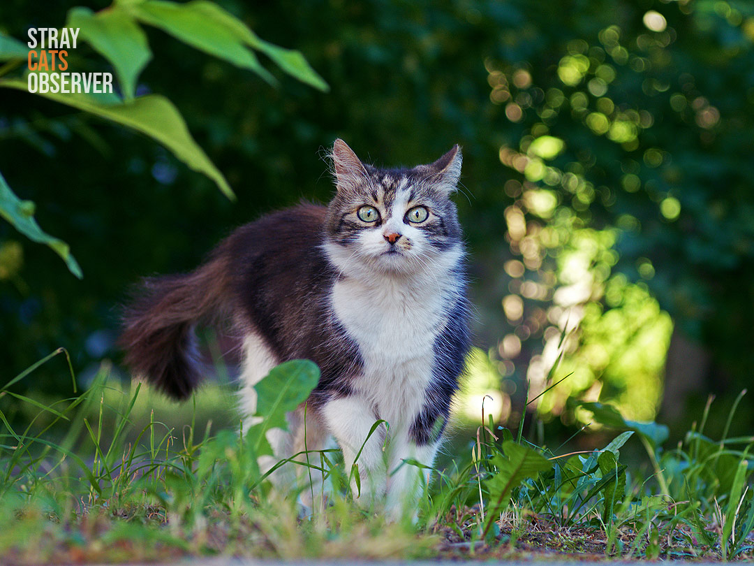 Fluffy stray cat froze in surprise