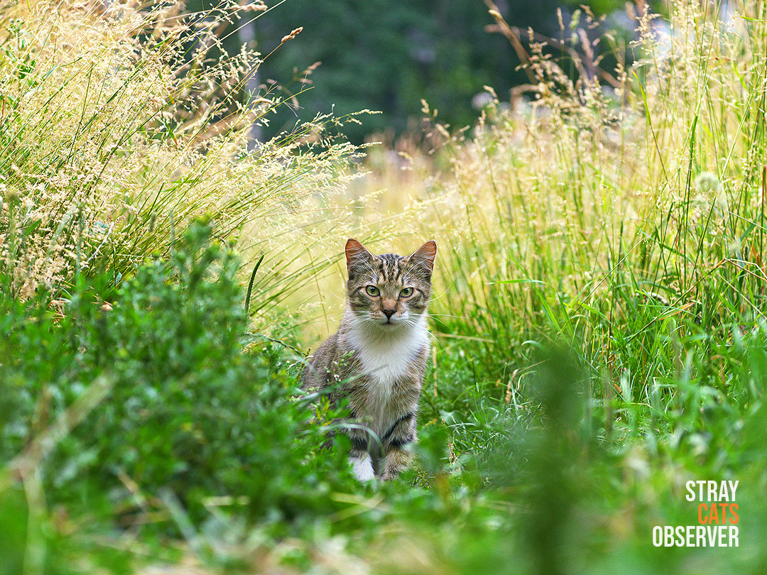 Tabby cat in the tall grass