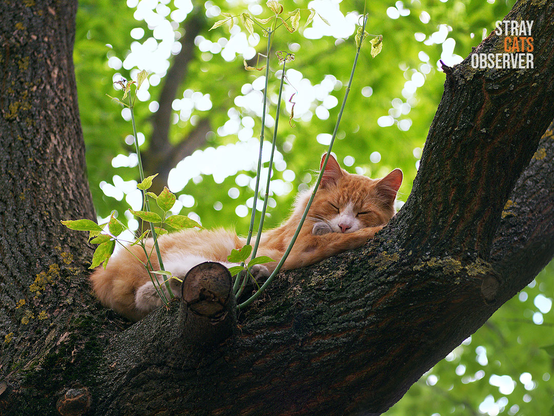 Fluffy ginger cat sleeping up in the tree