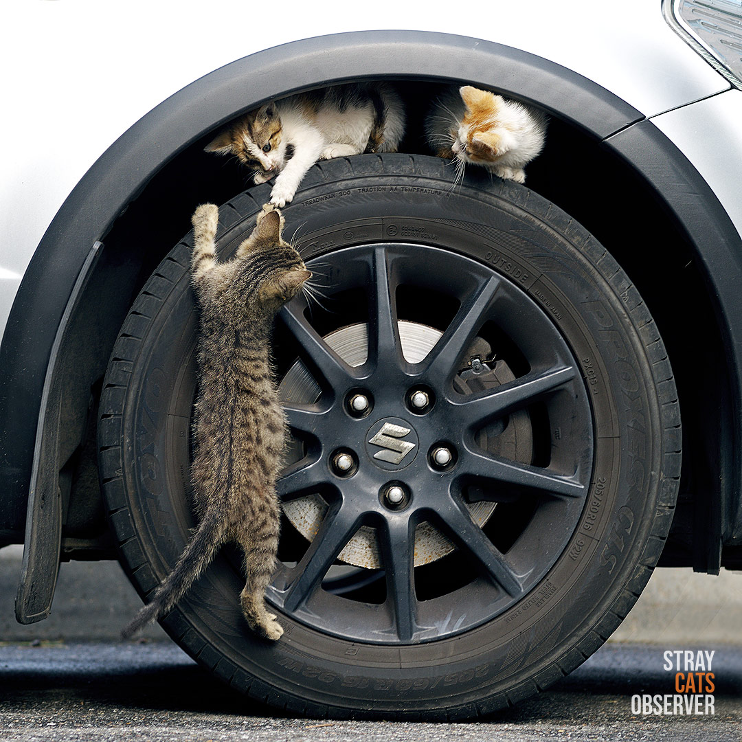 Three kittens climbing the wheel of a car