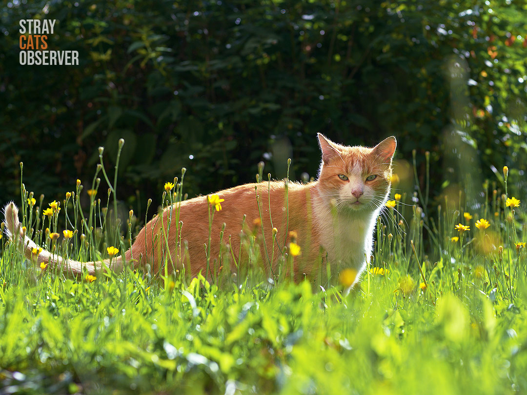 Orange cat in the dandelion meadow