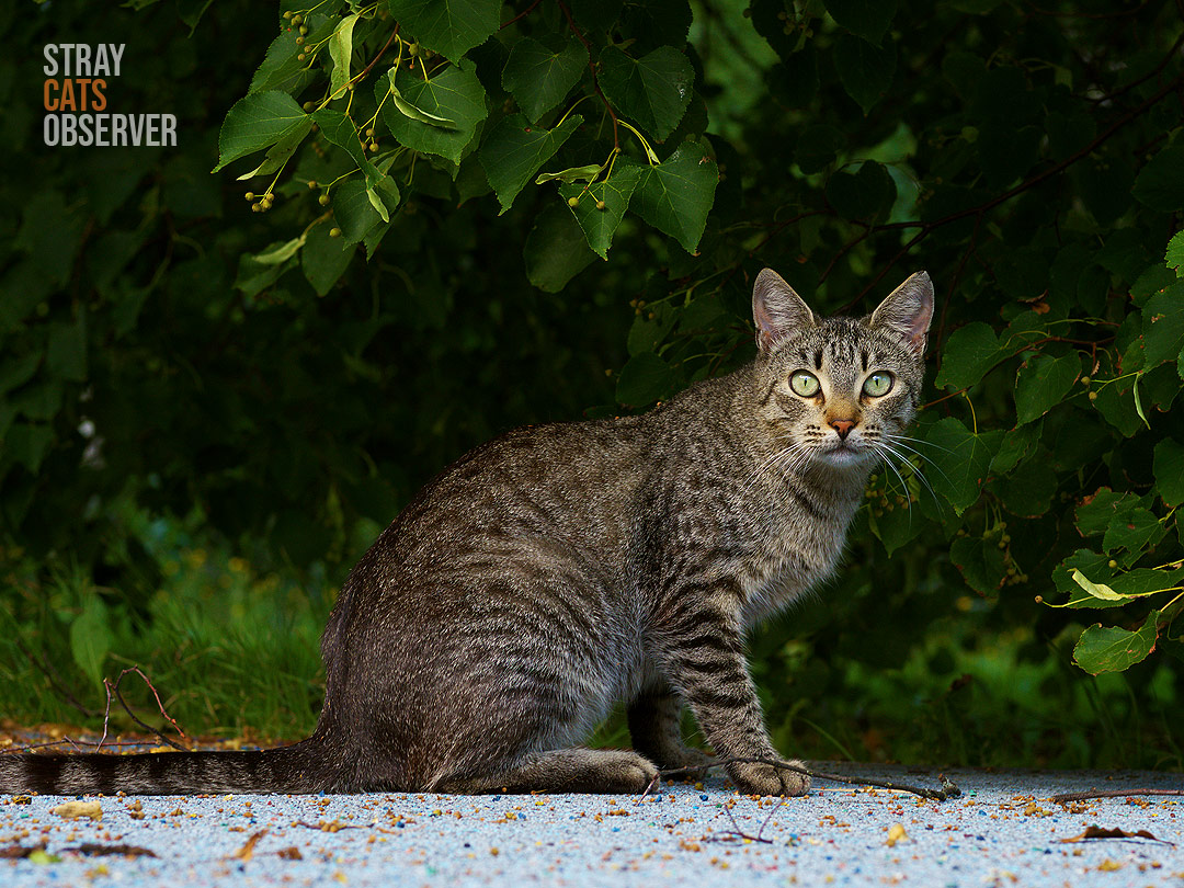 Tabby cat sitting in the shade of a tree