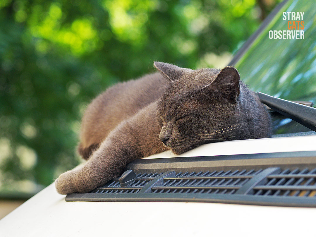 Grey cat sleeps on the hood of a van