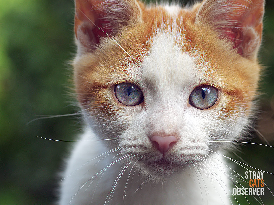 Close up portrait of an orange and white kitten