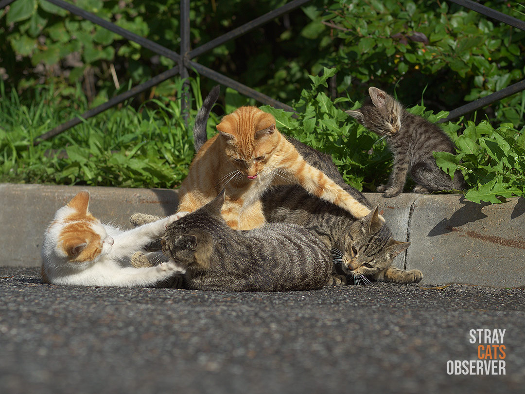 A group of kittens play huddled together