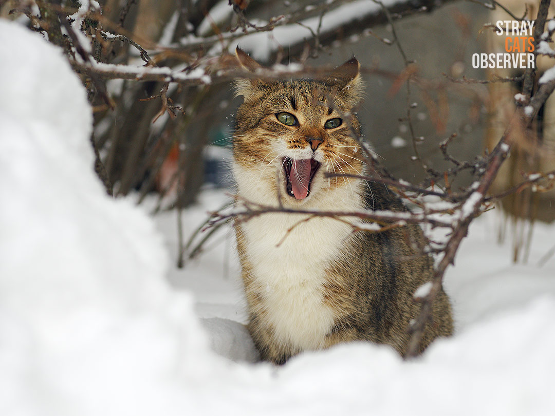 Young tabby cat sitting in the snow yawning