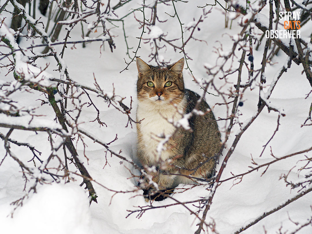 Tabby and white cat sits in the snow