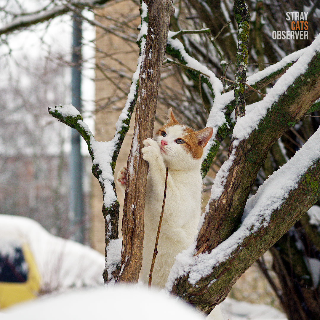Orange and white kitten sharpens his claws on a tree trunk
