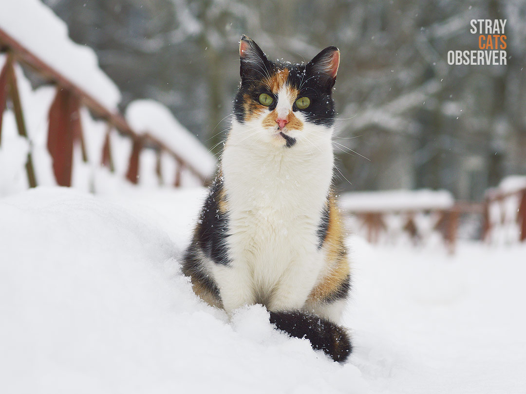 Full height portrait of a calico cat in the snow