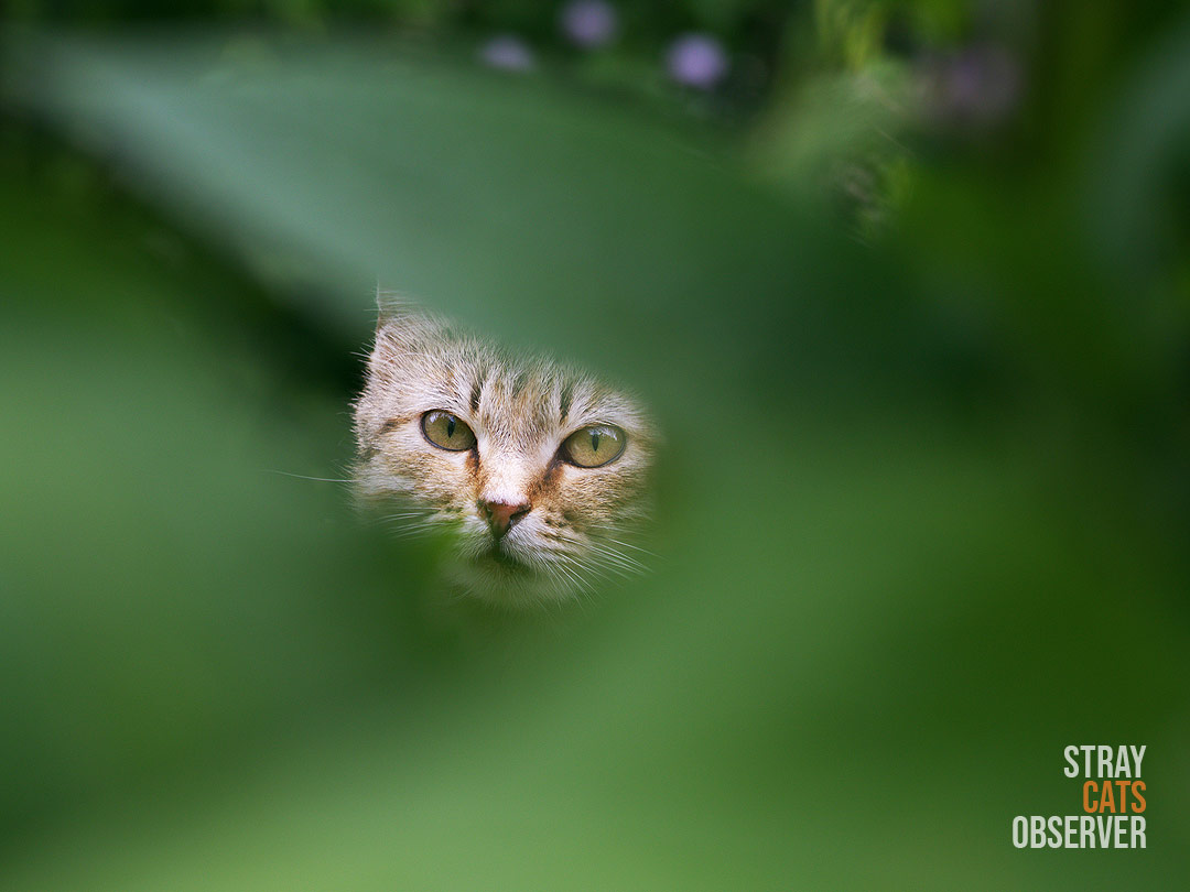 Stray cat looks through the opening in foliage