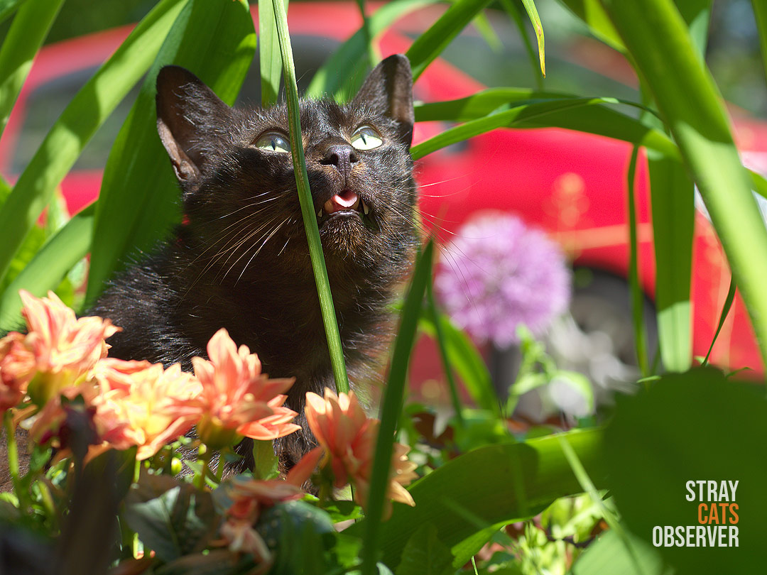 Black cat sits in a flower bed