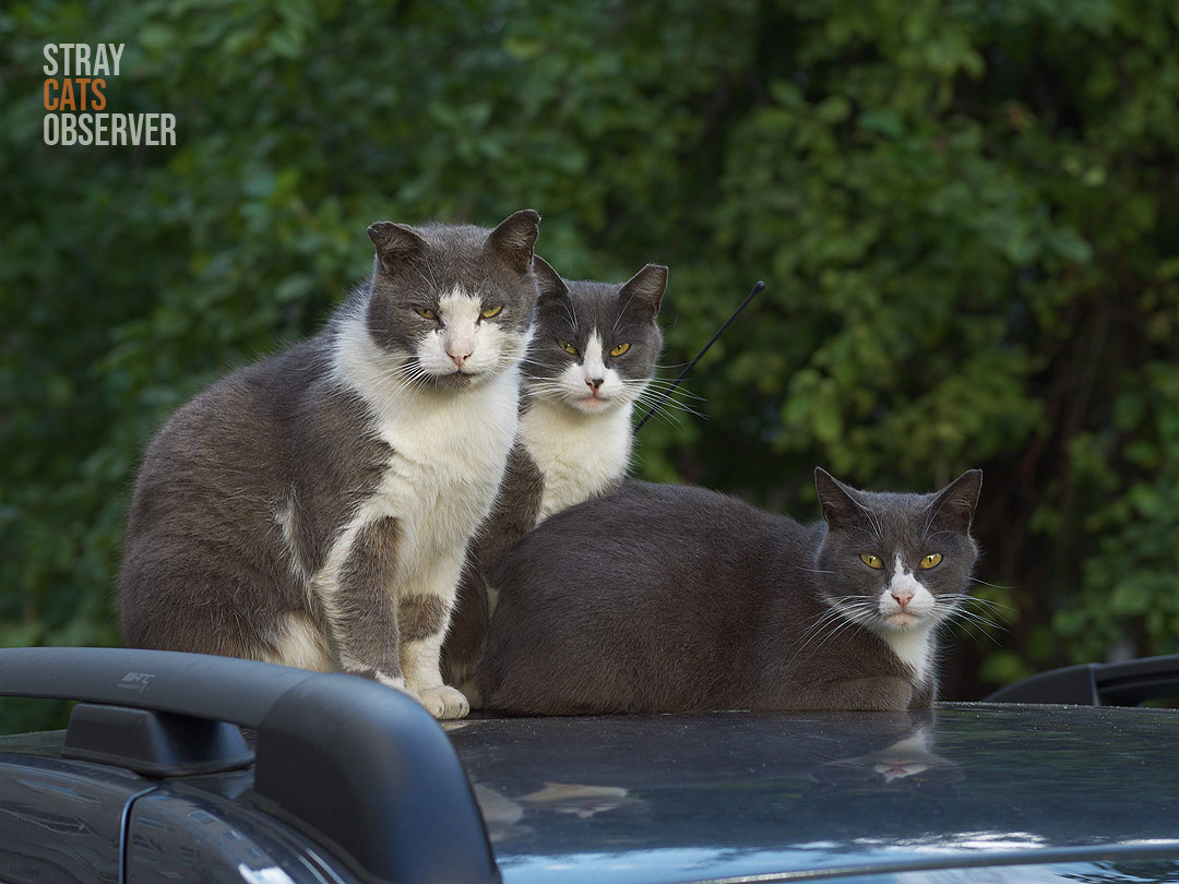 Three cats sit on the roof of a car and look at us with disapproval