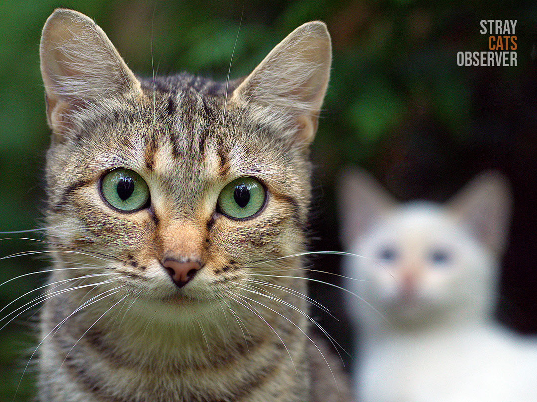 Close up portrait of a tabby cat with a white kitten in the background