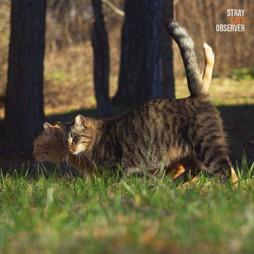 Two cats pass by us huddled together