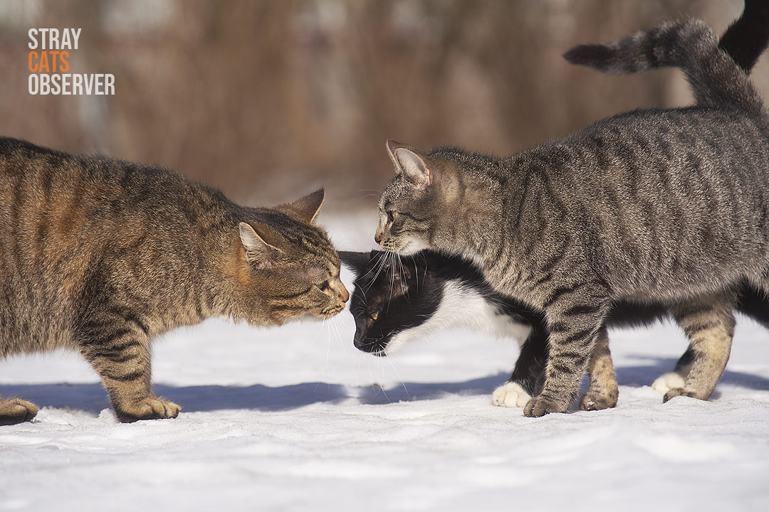 Three cats greet each other