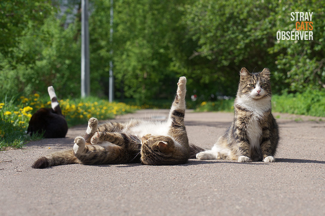 Three cats in the sun, two of which raised their paws