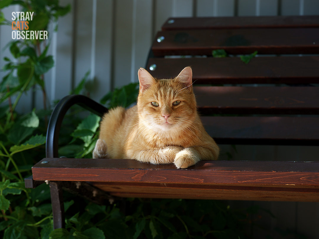Orange tabby cat lies on the bench