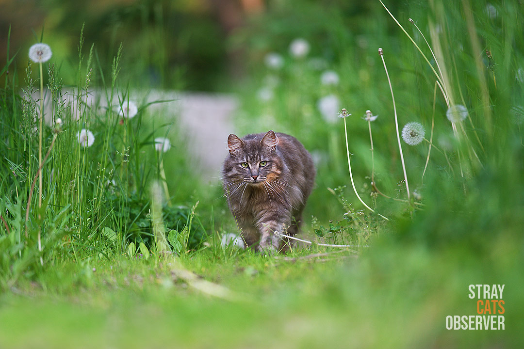 A fluffy cat walks towards us through tall grass with dandelions