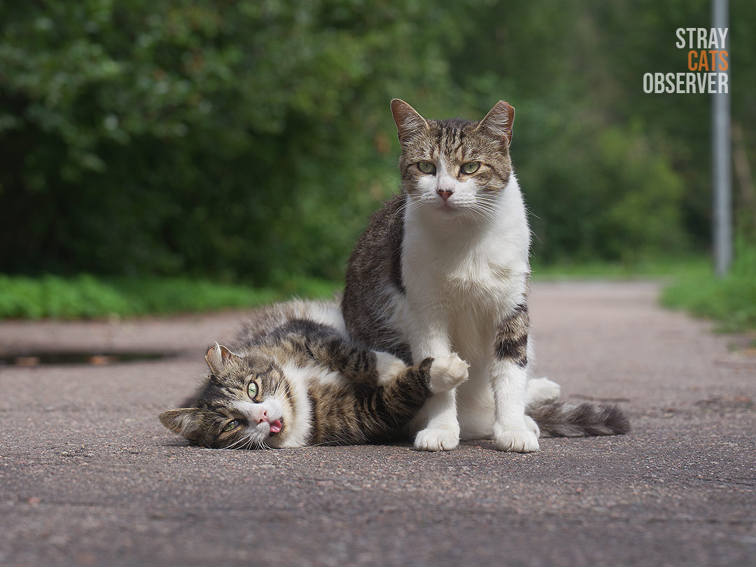 One cat sat on another cat