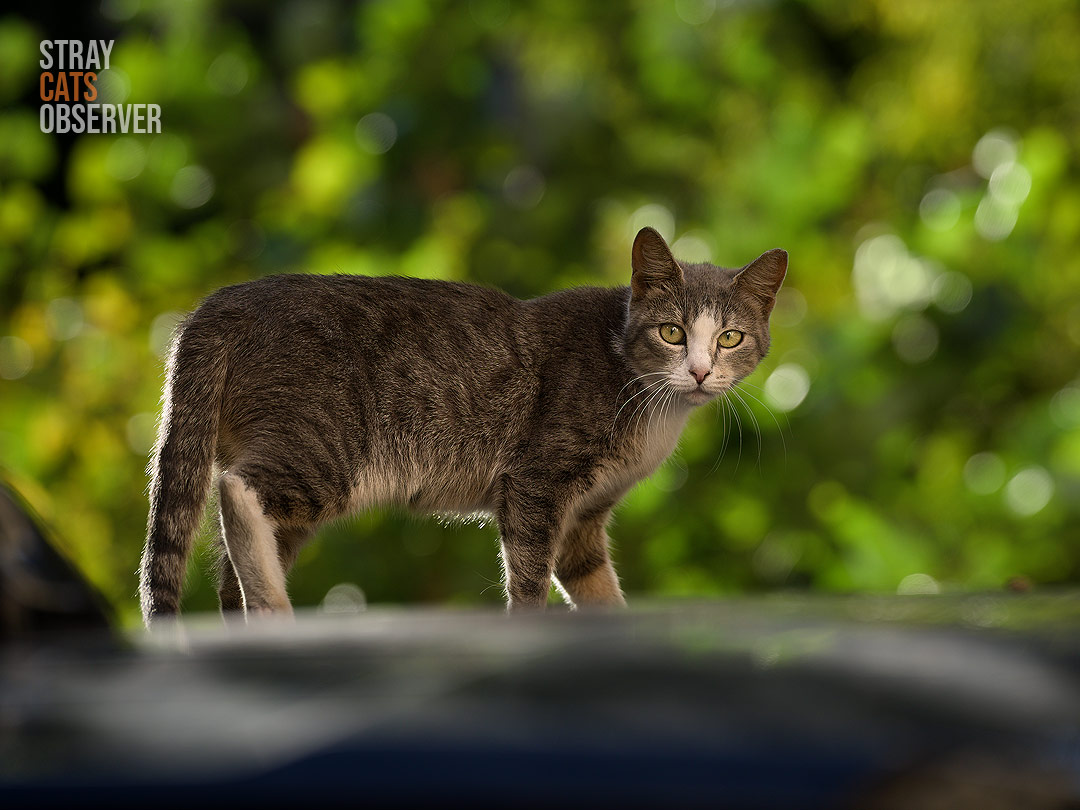 Tabby cat in the shade of foliage in the evening sun