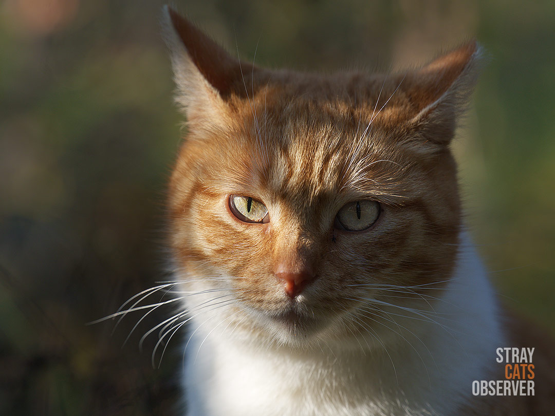 Close up portrait of an orange and white cat