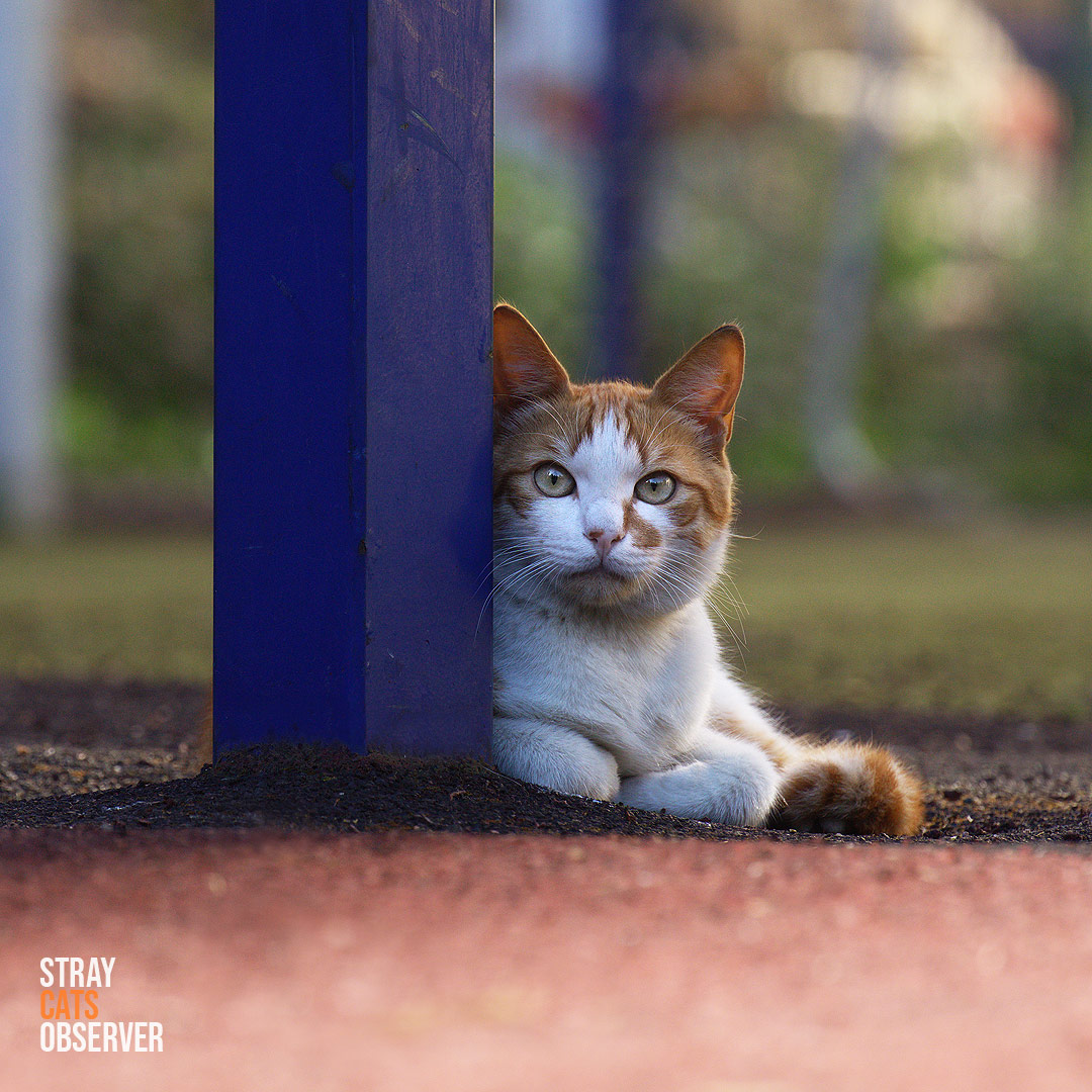 A ginger kitten lies near a blue pole on a sports ground
