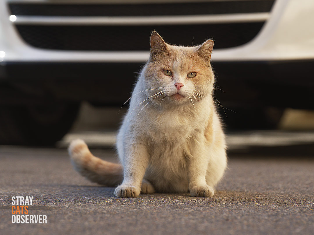 Orange cat sits in front of a car and looks at us