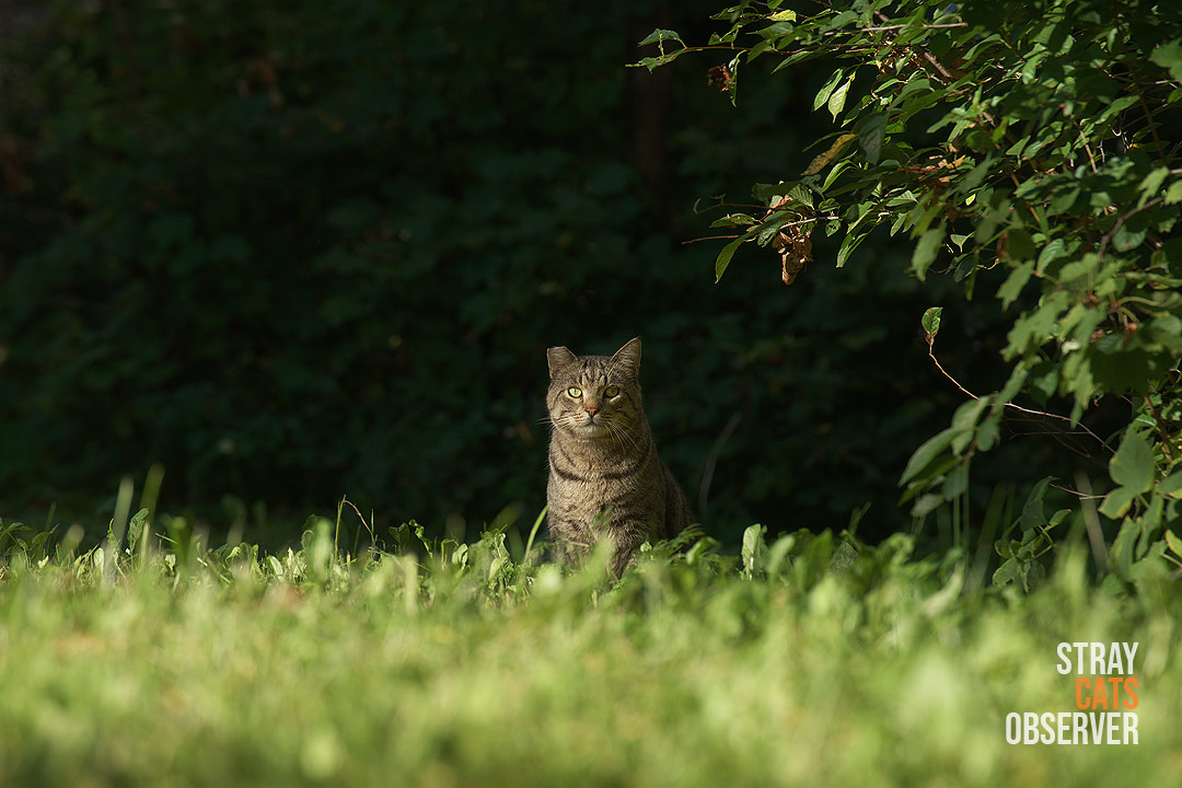 A tabby cat watches us from a distance
