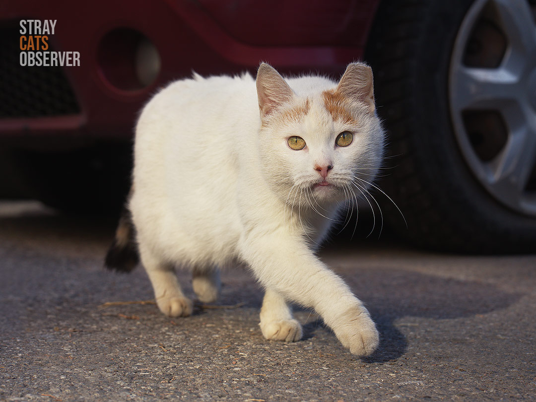 White cat with red spots on head intends to leave