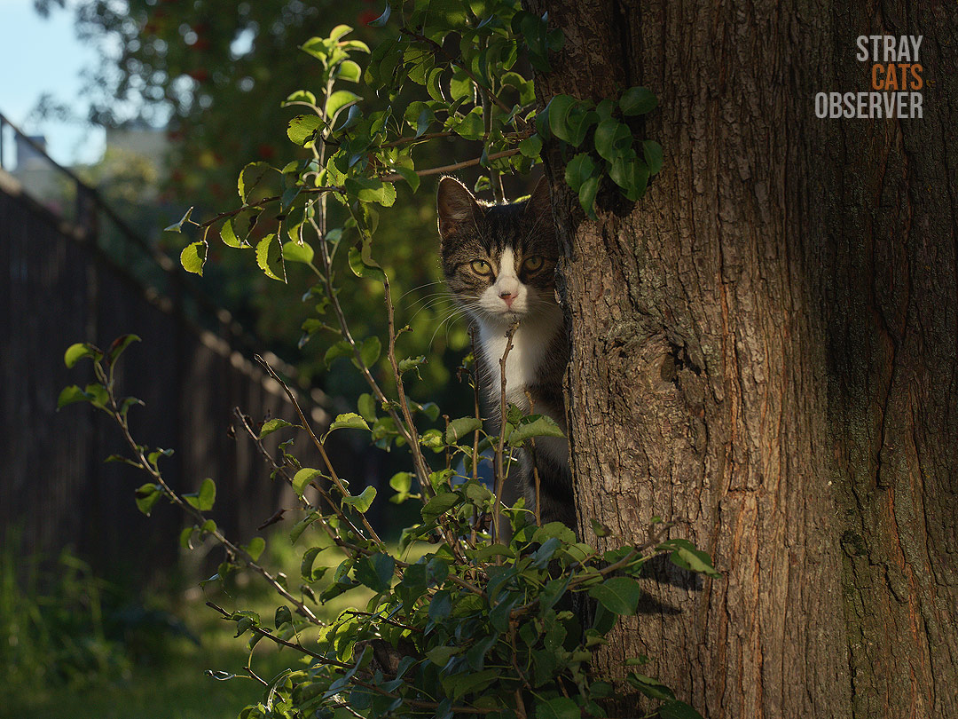 A young tabby cat peeks out from behind a tree in the evening sun