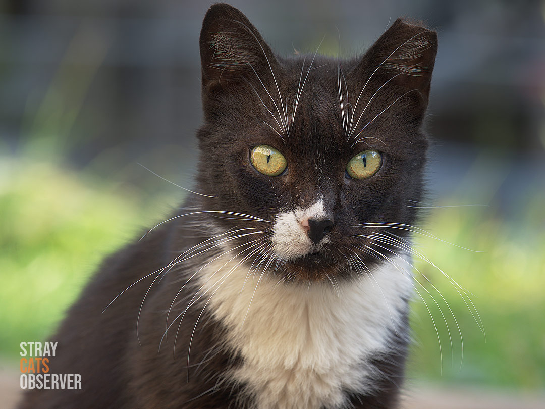 Close-up portrait of a tuxedo cat