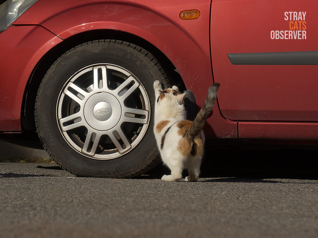 A calico cat sharpens its claws on a car wheel