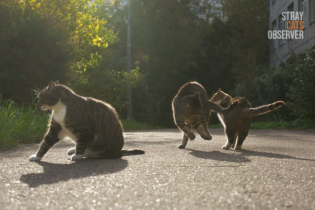 Two cats playfully fight in the bright sun (part one)