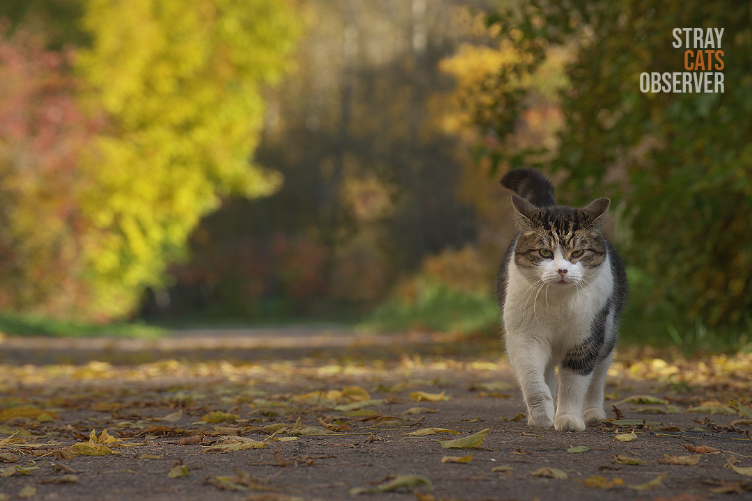 A tabby cat is coming towards us among the autumn trees
