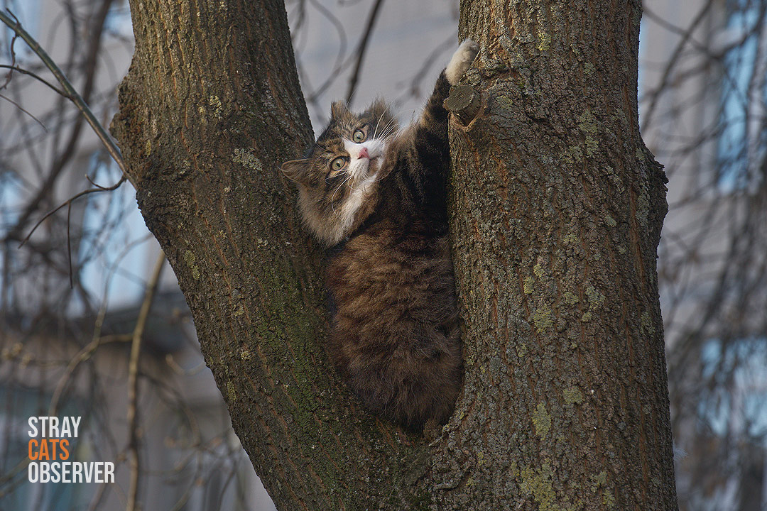 A fluffy tabby cat sat in the fork of a tree trunk