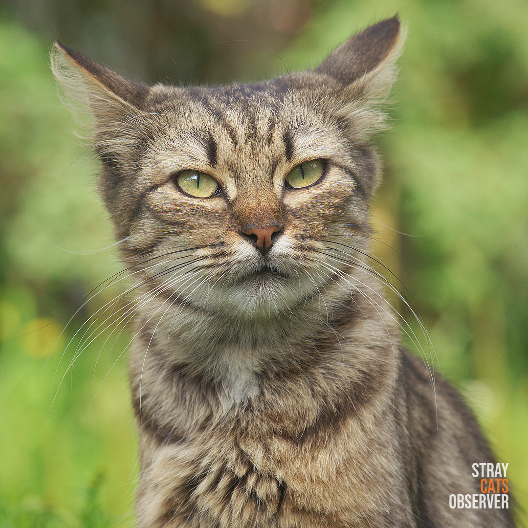 Close-up portrait of a tabby cat