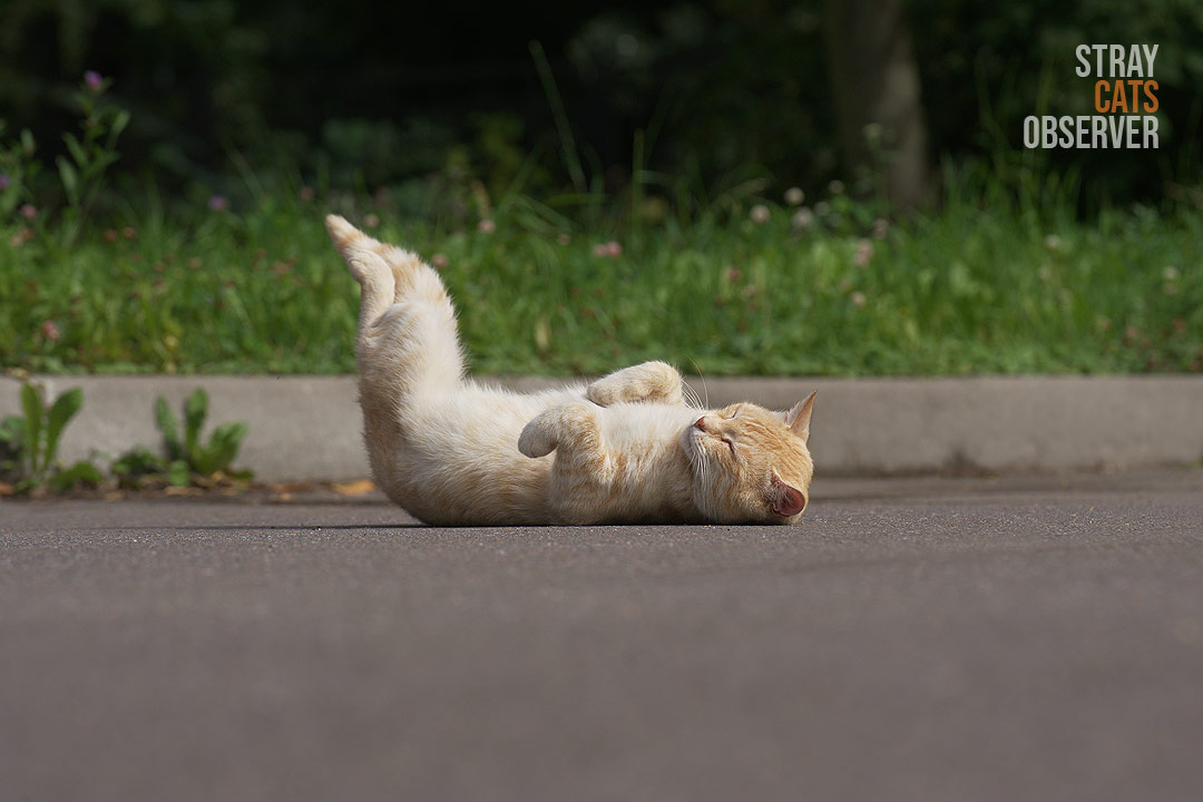 A ginger cat lies on its back with its legs raised at a 90 degree angle