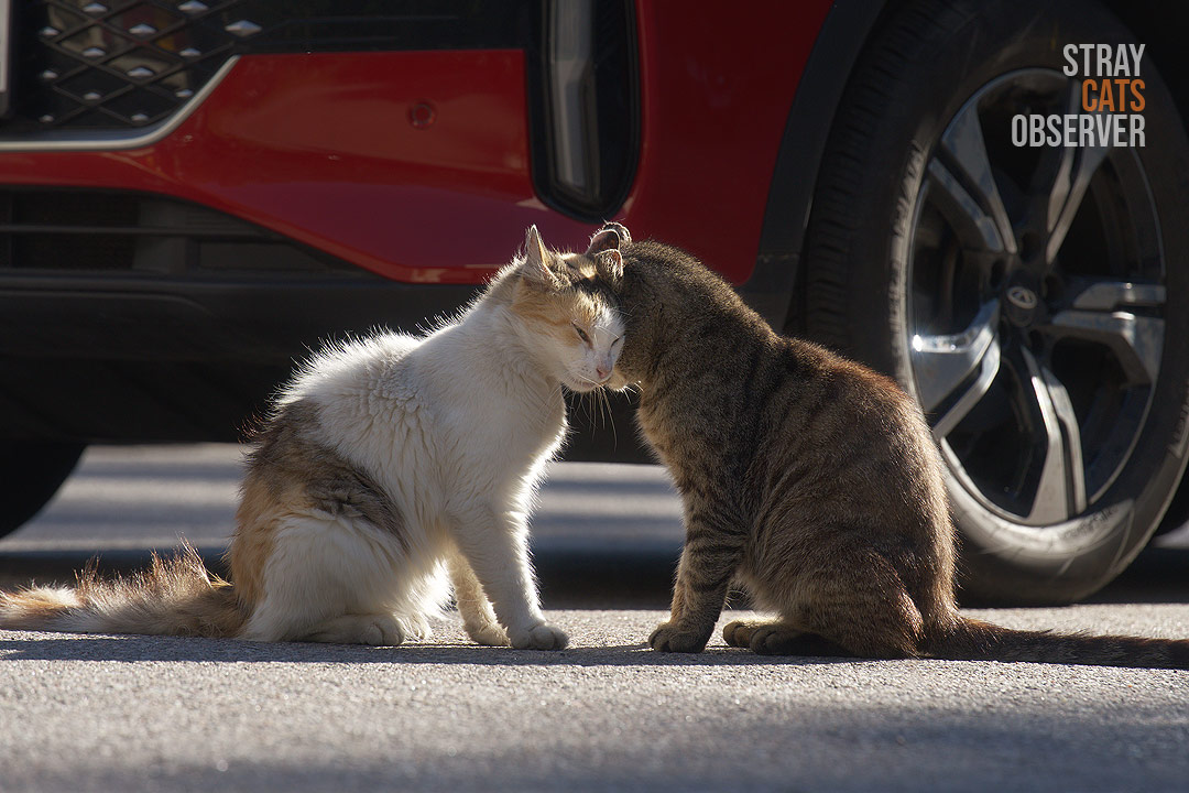 Two cats rubbing heads